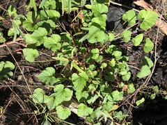 Pelargonium inodorum