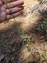 Erigeron inornatus