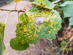 Diplocarpon