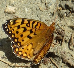 Speyeria edwardsii