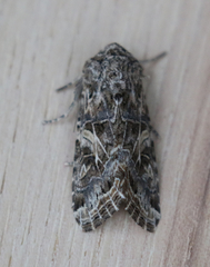 Spodoptera praefica