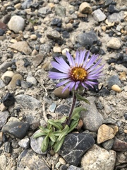Erigeron hyperboreus