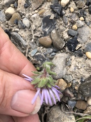 Erigeron hyperboreus