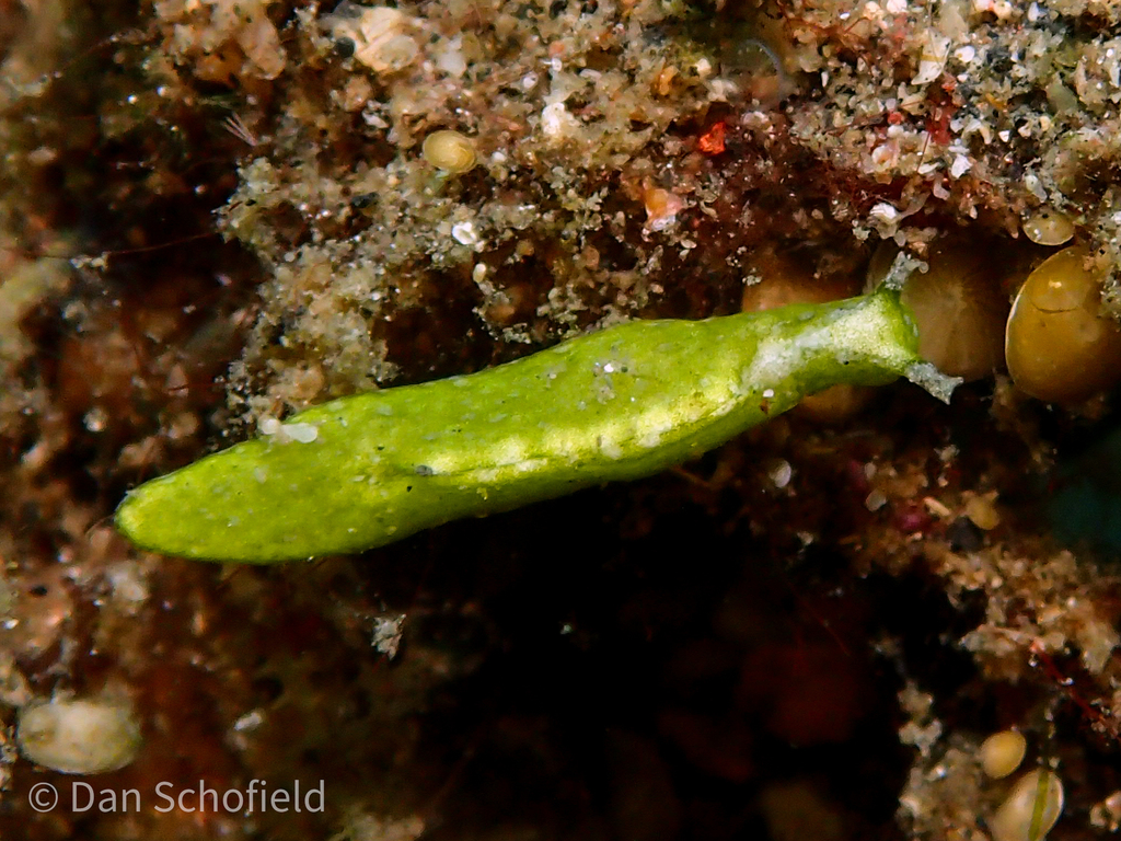 Halimeda Taco Slug