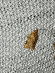 Clepsis metalleta