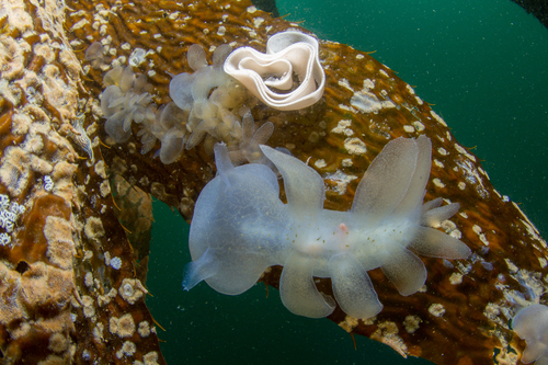 Hooded Nudibranch
