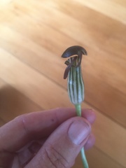 Arisarum
