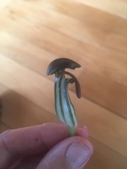 Arisarum
