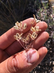 Lomatium triternatum anomalum