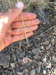 Lomatium triternatum anomalum