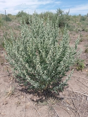 Chenopodium leptophyllum
