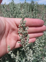 Chenopodium leptophyllum