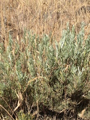 Artemisia rigida