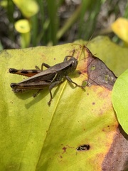 Melanoplus symmetricus