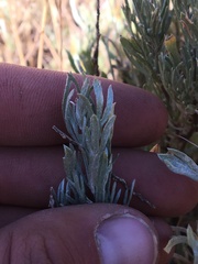 Artemisia rigida