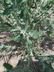 Chenopodium leptophyllum