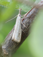 Agriphila plumbifimbriellus