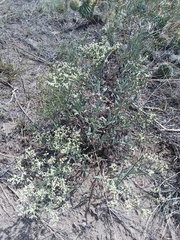 Eriogonum effusum