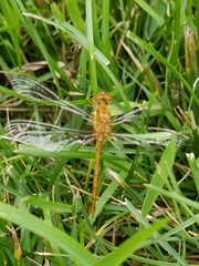 Sympetrum