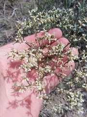 Eriogonum effusum