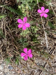 Dianthus deltoides deltoides