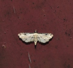 Sufetula