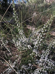 Cryptandra spinescens