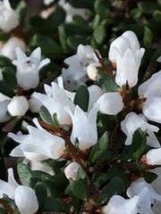 Cryptandra spinescens