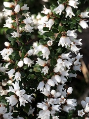 Cryptandra spinescens