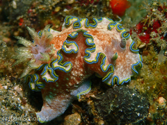 Glossodoris