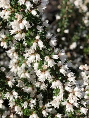 Cryptandra spinescens