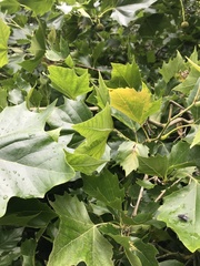 Platanaceae