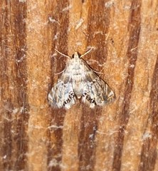 Eoparargyractis irroratalis