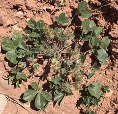 Pediomelum megalanthum