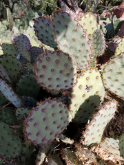 Opuntia