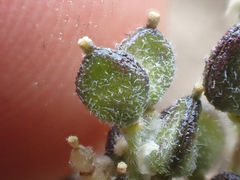 Draba oligosperma