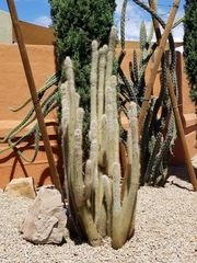 Cleistocactus strausii