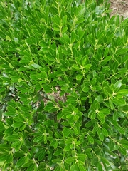 Ilex glabra
