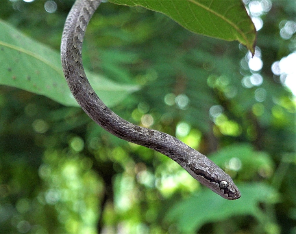 Spotted Tree Snake