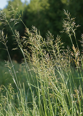 Bromus inermis
