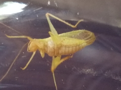 Oecanthus varicornis