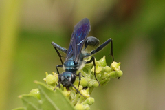 Chalybion zimmermanni