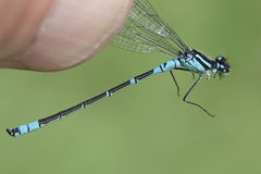 Coenagrion angulatum