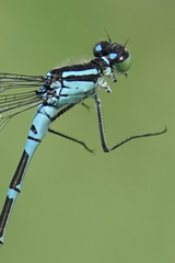 Coenagrion angulatum