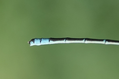 Coenagrion angulatum