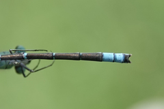 Coenagrion angulatum