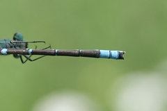 Coenagrion angulatum