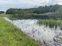 Coenagrion angulatum