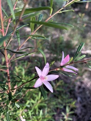 Crowea exalata magnifolia