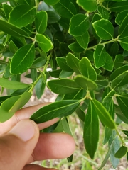 Ilex glabra